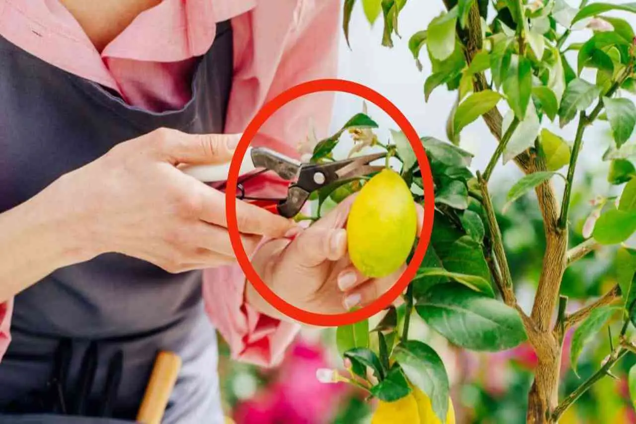 Mettere l’alluminio sull’albero di limone: ecco perchè devi farlo