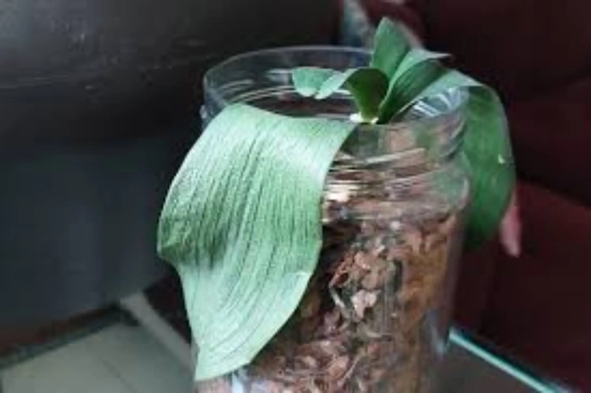 L’orchidea ha perso i fiori, cosa fare adesso? Non buttarla, ecco come farla rifiorire